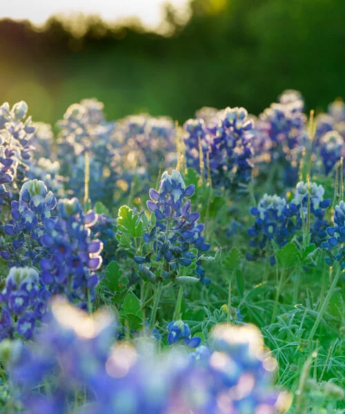 Ground level, backlit macro shot of bluebonnets at sunrise on the Texas prairie near Benbrook Lake.